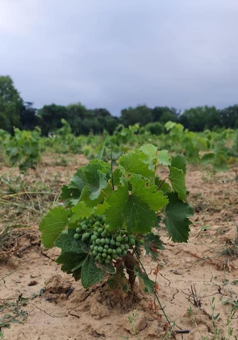 Domaine Villecarla Villedubert Luaran gambar